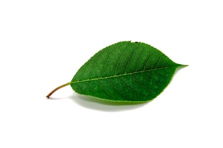 bright green leaf on a white background isolatedの写真素材