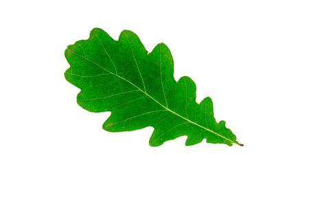 bright green oak leaf on a white background isolatedの写真素材