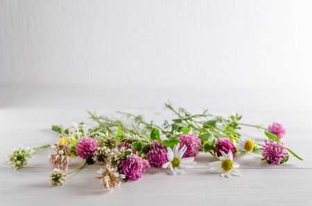 wildflowers on a white background with copy spaceの写真素材
