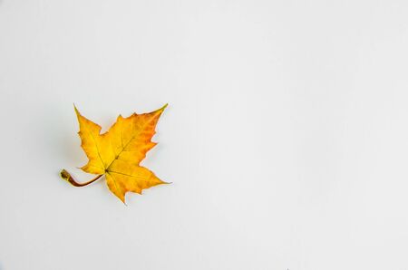 Autumn. little yellow maple leaf on a white backgroundの写真素材