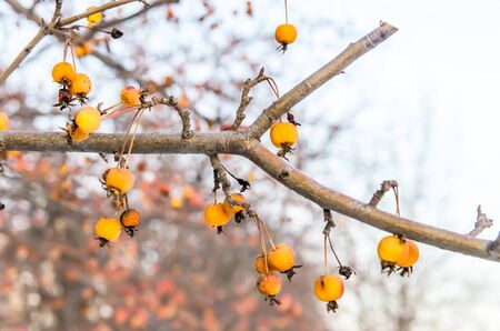little wild yellow apples on a branch. woundsの写真素材