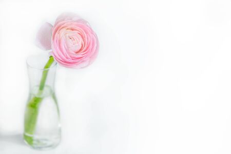close up of fresh pink rose flower with water drops. greeting card. copy spaceの写真素材
