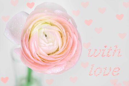 close up of fresh pink rose flower with water drops