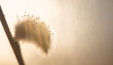 spring background. flowering willow in the morning sun. rainbow effect with copy spaceの写真素材