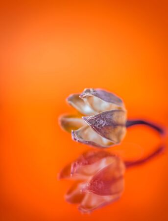 dry seed box on a bright orange background with copy spaceの写真素材