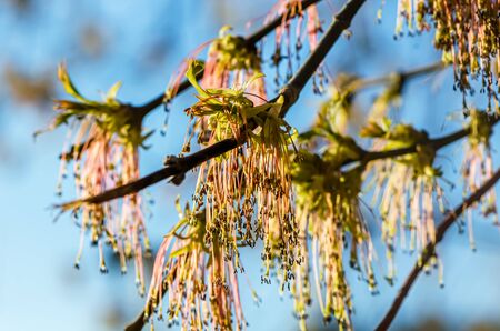 maple earrings in spring. maple blossoms. blue sky