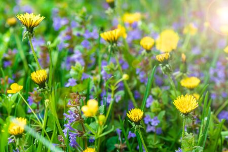 background wildflowers yellow blowers, blue flowers, grassの写真素材