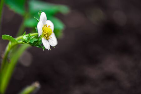 strawberry bush with flower on the garden bedの写真素材