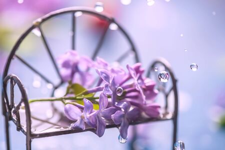 closeup lilac on a bench in the rain. spring, summer card.の写真素材