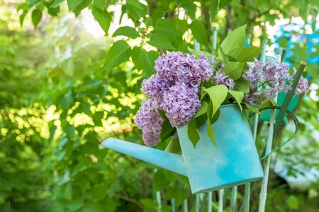 beautiful bouquet of lilacs in blue garden watering with copy spaceの写真素材