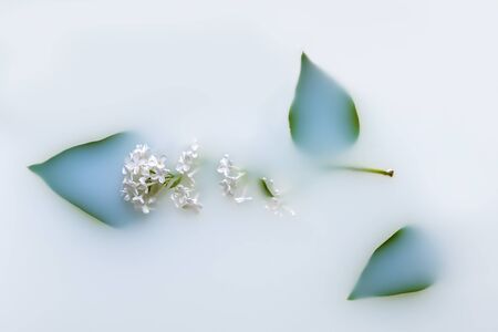 Delicate white flowers in milk white background. Seasonal floral background. Top view.の写真素材