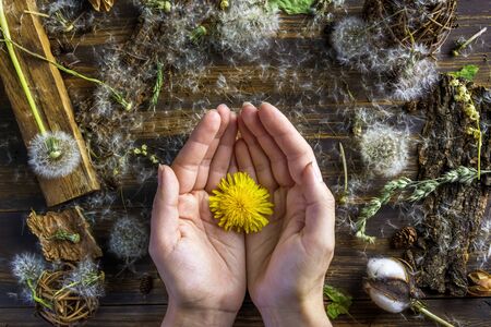 woman hands holds a yellow dandelion among the dry flowers. concept summerの写真素材