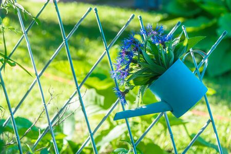 beautiful bouquet of blue cornflower in garden watering with copy spaceの写真素材