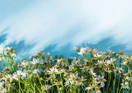 lots of white daisies on a blue background. summer background. flat lay. copy space. selective focusの写真素材