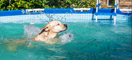 banner Dog white Labrador swims in the frame pool outdoors.の写真素材