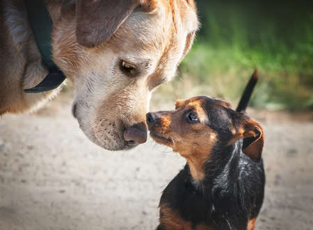 close up dog sniffing labrador miniature pinscherの写真素材