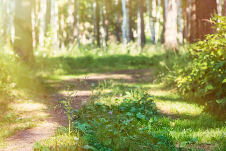 footpath in the summer forest. sunny day, natureの写真素材