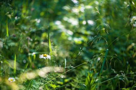 white daisy in the summer forest. nature, sunlightの写真素材