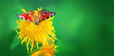 Butterfly peacock sits on a yellow flower. banne. nature. copy spaceの写真素材
