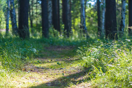 footpath in the summer forest. sunny day, natureの写真素材