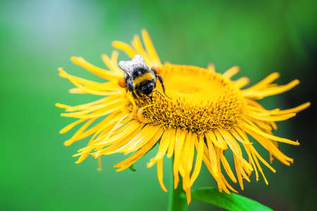 a bumblebee collects nectar on a yellow flower.
