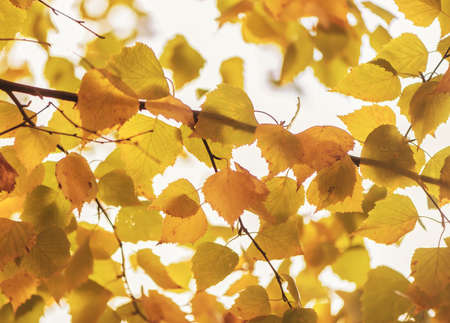 bright orange yellow birch leaves against the skyの写真素材