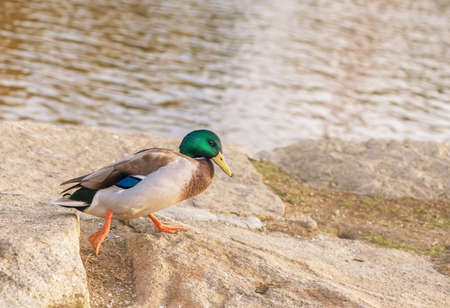 beautiful drake with bright green head the drake walks on stonesの写真素材