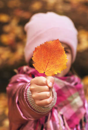 The girl holds the bright red and orange autumn leaf in front of herの写真素材