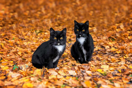 two Beautiful black kitten lies on autumn orange leaves