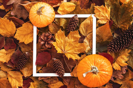 white square frame on autumn multicolored leaves and two pumpkin. autumn background. flat lay