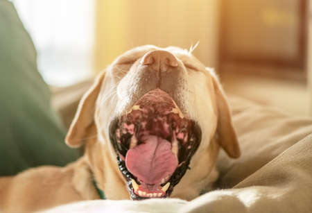 Portrait of cute Labrador dog yawns on the couchの写真素材