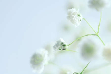 spring background. white hypsophila flowers on light blue backgroundの写真素材