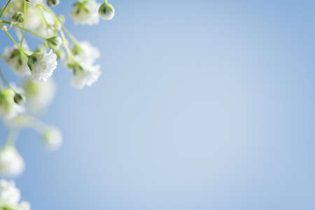 spring background. white hypsophila flowers on light blue backgroundの写真素材