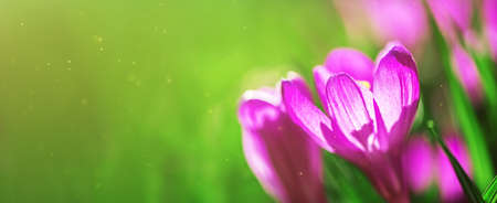 banner beautiful spring pink crocuses in the sunlightの写真素材