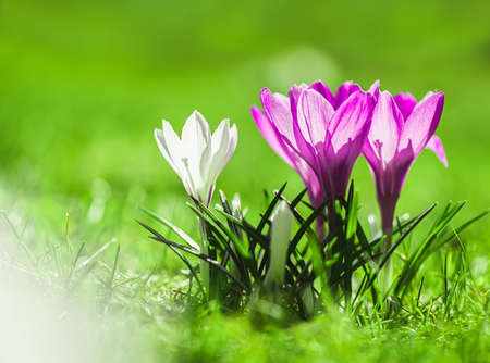 beautiful spring pink crocuses in the sunlight