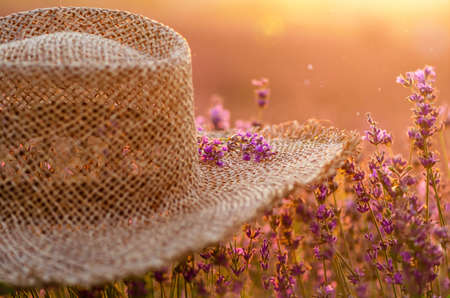 straw hat among lavender at sunset. summer time, nature. beautyの写真素材