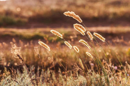 beautiful ears of grass in the rays of sunsetの写真素材