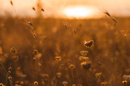 beautiful ears of grass in the rays of sunsetの写真素材