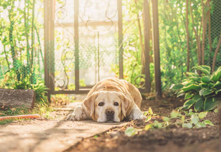 cute fawn Labrador lies on a pathの写真素材