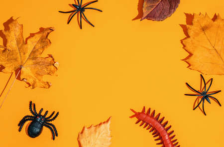 orange halloween background. black spiders, autumn leavesの写真素材