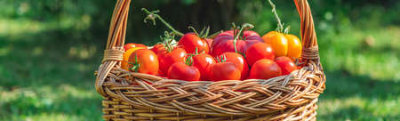 wicker basket with tomatoes stands on the grassの写真素材