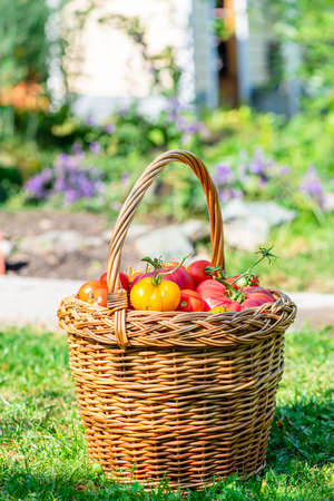 wicker basket with tomatoes stands on the grassの写真素材