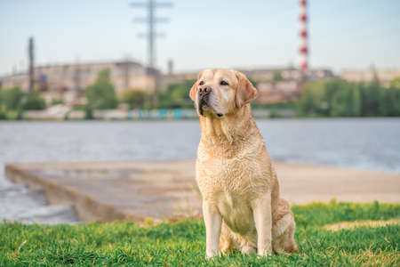 adorable fawn Labrador sitting by the pondの写真素材