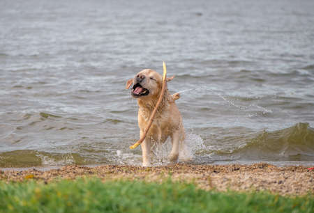 adorable fawn Labrador shakes off the waterの写真素材