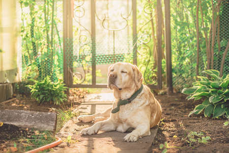 cute fawn Labrador lies on a pathの写真素材