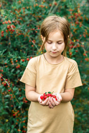 girl holding red ripe cherries. vitamins, healthの写真素材