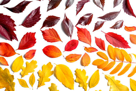 multi-colored autumn leaves, yellow, red, dark. autumn backgroundの写真素材