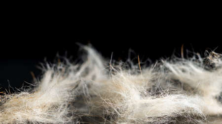 light dog hair on a black background. moultの写真素材