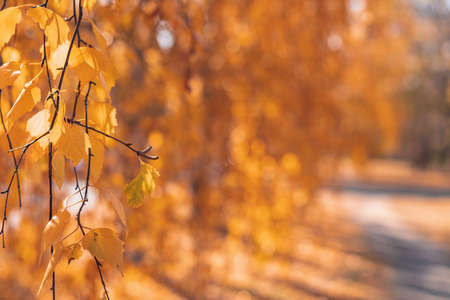 golden birch tree leaves in the sunlightの写真素材