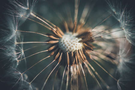 photo of white dandelion macro, nature, summer time